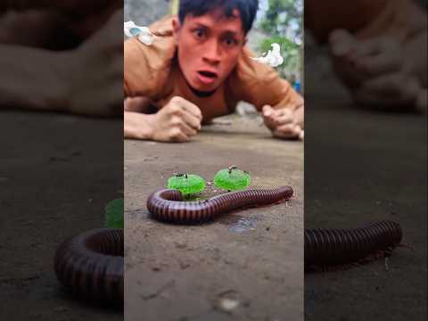 Get out ! I'm furious because you ate these mung beans without my permission #shorts #millipede