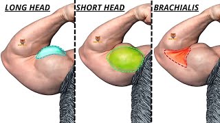 TOP 4 LONG HEAD BICEPS  /  SHORT HEAD BICEPS / BRACHIALIS BICEPS EXERCISES  WITH CABLE AT GYM