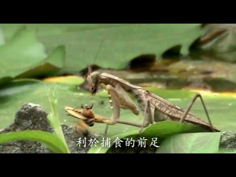 HOT科學影片競賽 Dead or Alive - YouTube