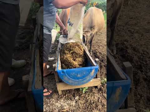 Ele teve uma brilhante ideia, se liga só #fazenda