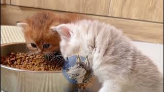 Meow Meow Billi||Cute little Squad love playing and having fun together but not sharing food   ❤️😻❤️