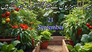 21 September Vegetable Garden Update | Kitchen Gardening Overview