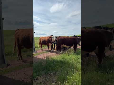 Breeding time on the ranch! Ferg the Hereford bull meets his ladies 🐂❤️ #ranchlife #breedingseason