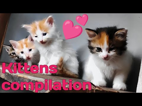 🥰 Cuteness overload: Must-see kittens compilation #kittens