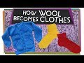 Understanding Wool and Its Journey to Clothing