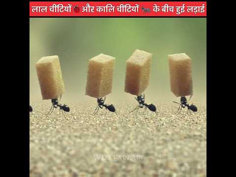 लाल चींटियों और कालि चींटियों 🐜 में हुई लड़ाई | Animation short film | #shorts #animationmovie