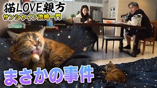 【二子山親方のアレに・・・】保護猫みーちゃんがまさかの行動に出ました！【サンシャイン池崎一門猫LOVE親方】