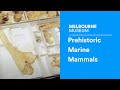 Fossil Discovery at Victoria's Surf Coast