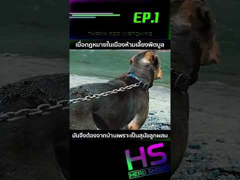 EP.1 เมื่อกฏหมายในเมืองห้ามเลี้ยงพิตบูล มันจึงต้องจากบ้านเพราะเป็นสุนัขลูกผสม