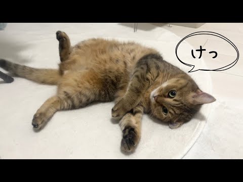 家に入ってきた○○がいなくなった瞬間デカい態度をとる猫が笑う