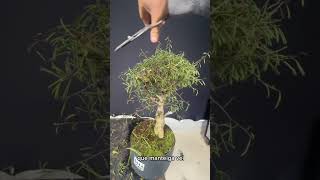 AULA DE PODA SIMPLES NA ARTE DO BONSAI