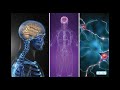 Exploring the Human Body: Systems and Senses