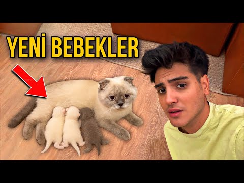 KEDİM DOĞURDU!!😭 “TÜM SÜREÇ” Melih Yıldırım