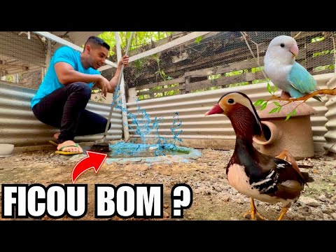 Fui Soltar o Agaporne e tive uma surpresa | Limpando Lagos | Aves Recriar