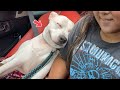 Understanding Doggo Behavior and More