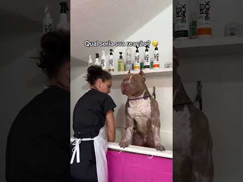 E aí? Kkk #americanbully #pitbull #pitmonster