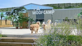 외국에 있는 애견카페에 다녀왔어요 💐 I went to a dog cafe overseas