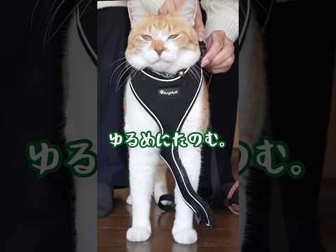 ハーネスを緩めにつけてほしい猫 #元野良猫チャチャ #猫武将 #ネコ #ねこ #猫 #チャチャ #cat