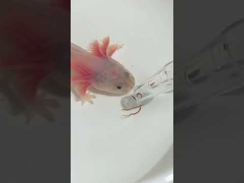 Axolotl Eating BLACKWORMS in 0.02 Seconds *don’t blink*