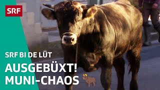 Putzen, Umzug & ein entlaufener Muni | Familiensache 2022 4/5– SRF bi de Lüt | SRF