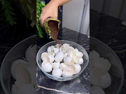 Coloque pó de café na casca do ovo #dicas #donadecasa #limpeza #shorts #short