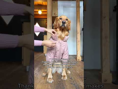 It’s the only way I get my treats #goldenretrievers #funnydogs #dogshorts