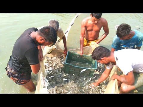 বাটা ইলিশের বাম্পার ফলন।#fish #fishing #fishcutting #daliylifestyle