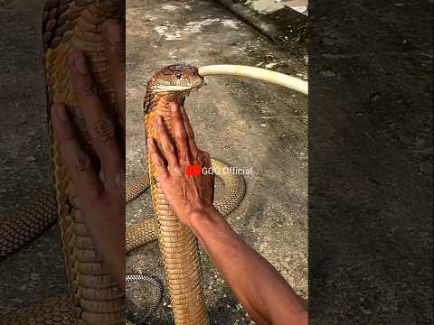 Raja ular minum air #snake #viralshort