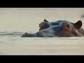 Understanding Hippos