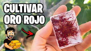 Cultivo ORO ROJO en Casa!! 💎 Guía completa para cultivar AZAFRÁN | La Huera de Ivan