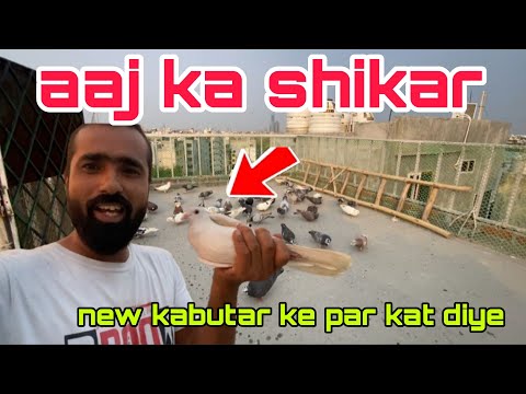 Aaj ka shikar.  1 white pattha pkda 🧐 Delhi pigeon lover