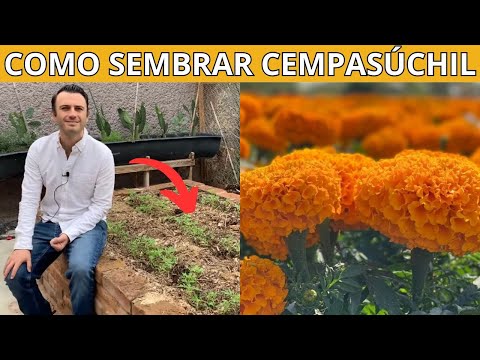 Aprende a Sembrar Flor De Cempasúchil y Dale Vida a tu Hogar 🌼🏠🌿