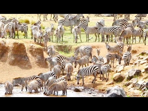 Zebra herd in the field & forest - Animals Documentary Videos