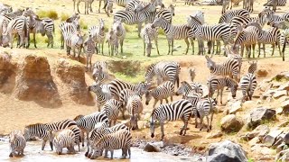 Zebra herd in the field & forest - Animals Documentary Videos