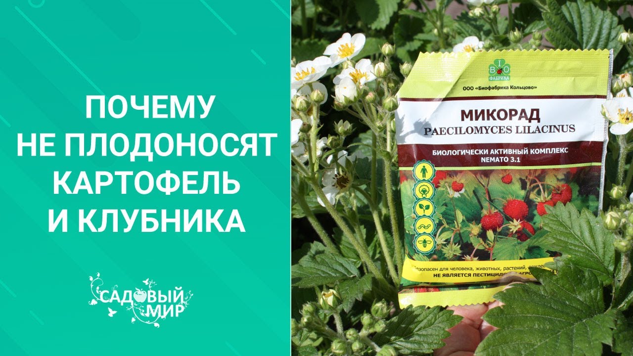 Почему не плодоносит картофель и клубника
