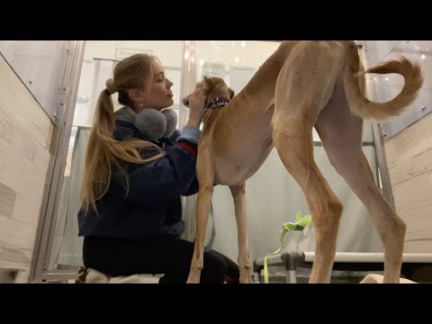 walk shelter dogs with me