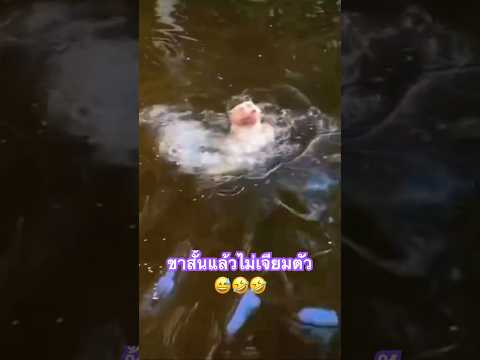 ดูเรานะนุด เราว่ายน้ำให้ดู😅🤣 #funny #สุนัขกวนๆ #สุนัขตลก #nature #สุนัขแสนรู้ #สี่ขาแสนรัก