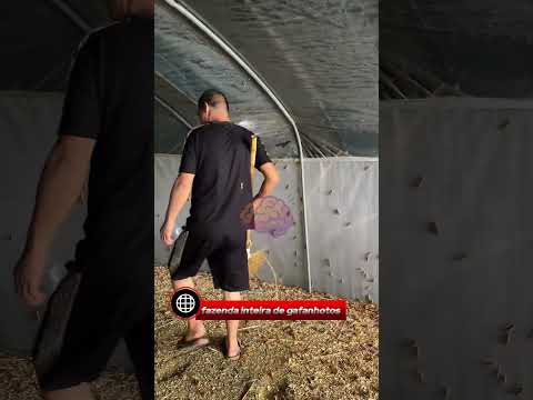 O Homem Que Ficou Rico Criando Gafanhotos