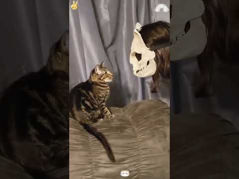 When the cat sees the mask 😂😂😂# #funnyshorts #shortsfeed #pets