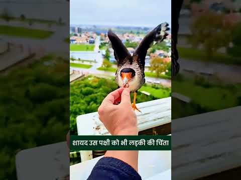 जब 46 डिग्री की गर्मी में एक पक्षी मदद मांगने इंसानों के पास आई #shortsvideo #shorts #story #animals