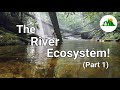 Exploring River Ecosystems and Their Inhabitants