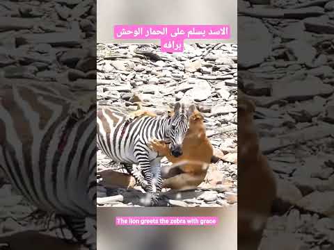 الاسد ينهزم ويقلبها سلام مضحك جدا #shorts