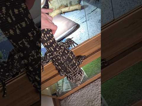 Арчи за хвост, и на прогулку марш😁