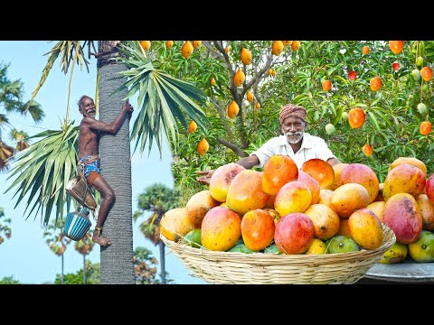 PALM JUICE WITH MANGO | பதநீரில் மாம்பழம் சேர்த்து ருசியான ஜூஸ் | Traditional Village Food | Grandpa
