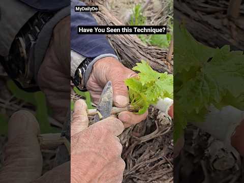 It is a New technique in farming #farming