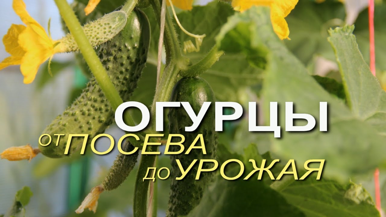 Основные этапы выращивания огурцов от посева до урожая!