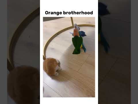Orange brotherhood #bruh #subscribe #meme #memes #funny #shorts #capcut #trending #cat #cats #birds