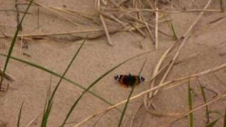 Red Admiral Butterfly
