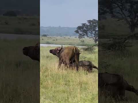 Buffalo Fighting #natgeophotography #natgeoindia #shortsvideo #natgeowild #wildlife #kenya