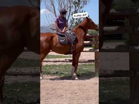 #horseplay #equestrian #horseenthusiast #ottb #horsefan